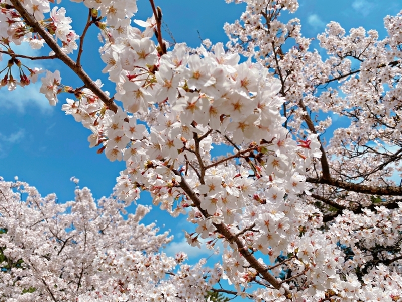 この春、お子さまの可能性が花ひらく。はじめての習いごとにそろばんを。
